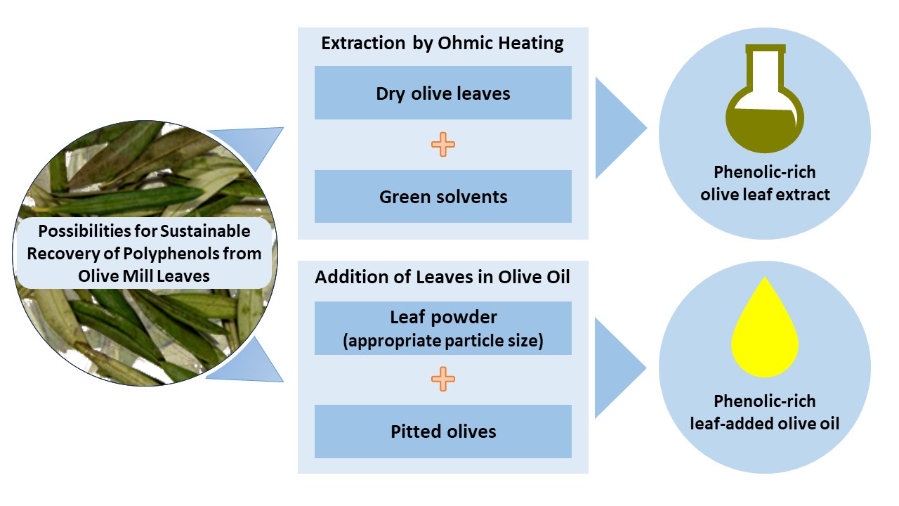 Graphic abstract of the thesis of safarzadeh markhli optimization of polyphenol extraction from olive leaves using ohmic heating and particle size reduction
